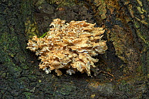 Hen of the Woods fungus (Grifola frondosa) Sussex, England, UK, October.