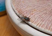Housefly (Musca domestica) feeding around sugar bowl Sussex, England, UK, August.