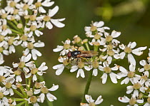 Hoverfly (Chrysogaster solstitialis) feeding on hogweed nectar, Sussex, England, UK, August.