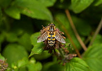Hoverfly (Helophilus pendulus) female, Sussex, England, August.