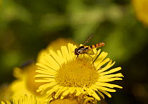 Hoverfly (Syrphus vitripennis) on flower, Sussex, England, UK, August.