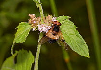 Hoverfly (Volucella pellucens) female, Sussex, England, UK, August.