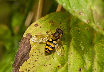 Hoverfly (Syrphus vitripennis) Sussex, England, UK, September.