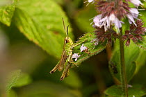 Meadow grasshopper (Chorthippus parallelus) Sussex, England, UK, August.