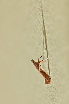 Micro moth (Caloptilla stigmatella) Sussex, England, UK, October.