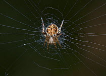Orb-weaver spider (Agalenatea redii) Sussex, England, UK, October.