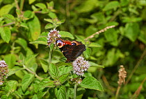 Peacock butterfly (Inachis io) feeding on water mint. Sussex, England, UK, August.
