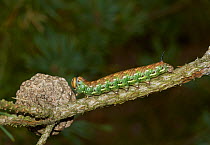 Pine hawk moth (Hyloicus pinastri) caterpillar larva. Sussex, England, UK, September.