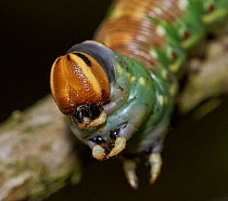 Pine hawk moth (Hyloicus pinastri) caterpillar larva, close up of head, Sussex, England, UK, September.