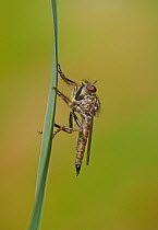 Robberfly (Asilidae) profile, Sussex, England, UK, July.
