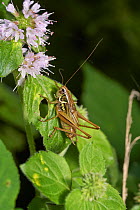 Roesel's bush cricket (Metrioptera roeselii) male. Sussex, England, UK, August.
