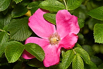 Gallic rose (Rosa gallica) Sussex, England, UK, August.