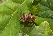 Shield bug (Pentatoma rufipes) Sussex, England, UK, July.