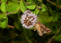 Silver Y Moth (Plusia gamma) feeding on nectar from water mint, Sussex, England, UK, August.