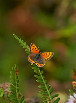 Small copper butterfly (Lycaena phlaeas) Sussex, England, UK, October.
