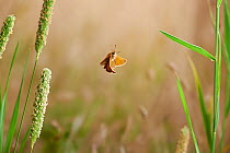 Small skipper butterfly (Thymelicus sylvestris) in flight, Sussex, England, UK, July.