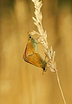 Small skipper butterflies (Thymelicus sylvestris) mating, England, UK, July.