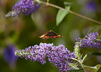 Small tortoiseshell butterfly (Aglais urticae) flying around buddleia. Sussex, England, UK, August.
