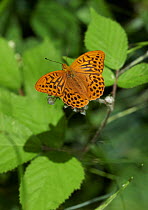 Silver-washed fritillary butterfly (Argynnis paphia) feeding on Bramble flower. Sussex, England, UK, July.