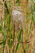 Nursery web spider (Pisaura mirabilis) with egg-sac, Corfu, Greece, May.