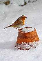 Robin (Erithacus rubecula) on flower-pot in snow, Sussex, England, UK, January.