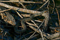 Banded water snake (Nerodia fasciata) Florida, USA, February.