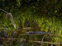 American Alligator (Alligator mississippiensis) Florida, USA, February.