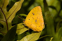 Barred sulphur butterfly (Phoebis philea) Florida, USA, February.