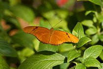 Julia butterfly (Dryas julia) Florida, USA, February.