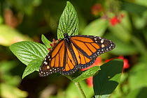 Monarch butterfly (Danaus plexippus) male, Florida, USA, February.