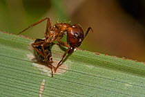 Ant infected by entomopathogenic fungus, which has taken over the brain of the ant, Florida, USA, February.