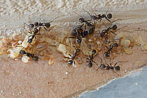 Ants moving larvae and pupae into the warmth of the sun Corfu, Greece, May.