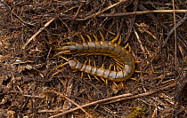 Mediterranean banded centipede (Scolopendra cingulata)  Greece, May.