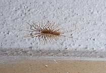 House centipede (Scutigera coleoptrata) Corfu, Greece, May.