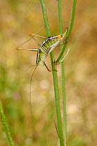 Chabrier's bush cricket (Eupholidoptera chabrieri) Corfu, Greece, May.