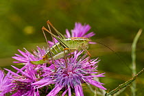 Chabrier's bush cricket (Eupholidoptera chabrieri) Corfu, Greece, May.