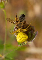 Crab spider (Thomisus onustus) with honeybee, Corfu, Greece, May.