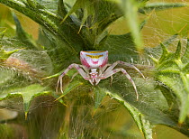 Crab spider (Thomisus onustus) lying in ambush, Corfu, Greece, May.