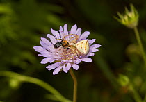 Crab spider (Thomisidae) with bee prey, Corfu, Greece, May.