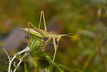 Bush cricket (Saga helenica) Corfu, Greece, May.