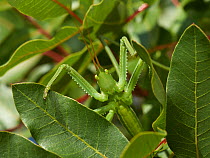 Bush cricket (Saga helenica) Corfu, Greece, May.