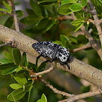 Jewel beetle (Capnodis cariosa) Corfu, Greece, May.