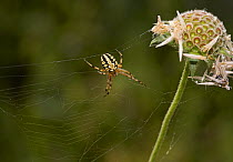 Orb weaver spider (Aculepeira ceropegia) Corfu, Greece, May.