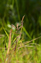 Praying mantis (Empusa fasciata) male, Corfu, Greece, May.
