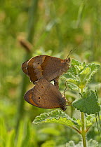 Meadow brown butterflies (Maniola jurtina) mating, Corfu, Greece, May.