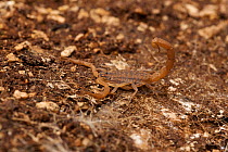 Mediterranean Scorpion (Mesobuthus gibbosus) Corfu, Greece, May.