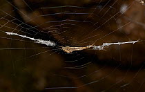 Uloborid spider (Uloboridae) in web, Corfu, Greece, May.