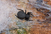 Velvet spider probably (Eresus walcen) in web, Corfu, Greece, May.