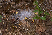 Web of Velvet Spider (Eresus) Corfu, Greece, May.