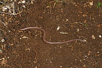 Worm snake (Typhlops vermicularis) on ground, Corfu, Greece, May.